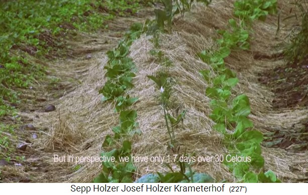 La granja
                    Krameterhof de Sepp Holzer: bancal de colina con
                    mantillo de paja