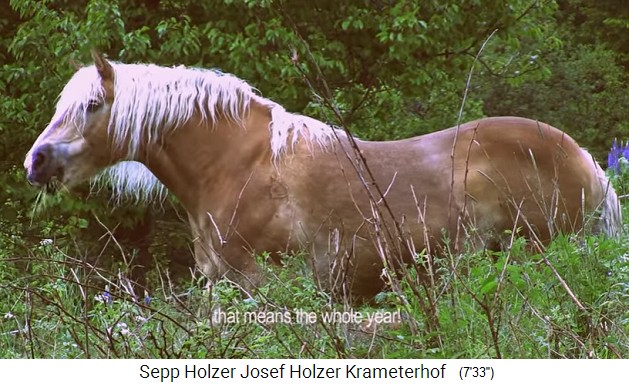 La granja Krameterhof de
                    Sepp Holzer: caballo en un bosque medio