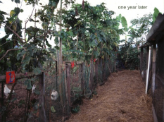 Tagari Farm,
                          rectangular planting beds with chicken station
                          2000