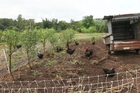 Zaytuna Farm, Hühner säubern ein Feld, sie
                    wurden mit dem Hühneranhänger hierhergebracht