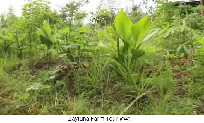 Zaytuna-Farm
                    (Australien), forest garden under construction 01
