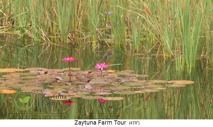 Zaytuna-Farm (Australien),
                        Teich mit Seerosenblüten