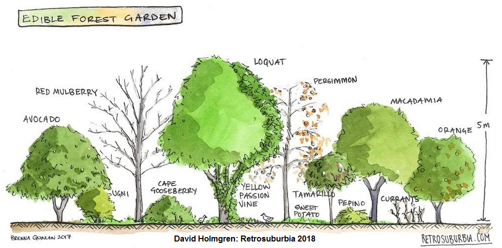 David Holmgren
                            "Retrosuburbia" forest garden,
                            graphic