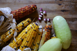 Melliodora, Ernte mit Mais, Bohne und
                        K�rbis, die "Drei Schwestern"