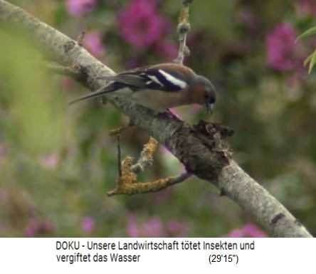 Bauernhof in Le
                            Bec Hellouin (Frankreich) mit 1 Hektar
                            Permakulturzone: Vogel frisst Insekten