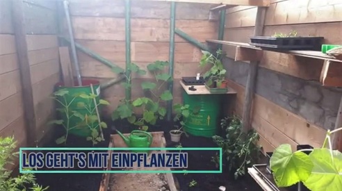 Und nun beginnt in den Beeten das
                        Pflanzen