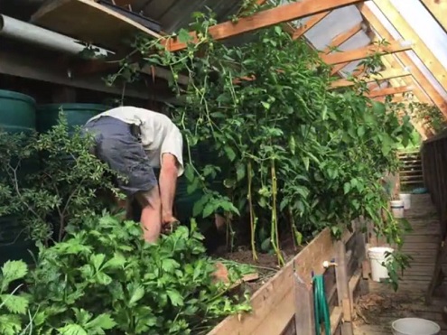 Pflanzen im Grubentreibhaus 04