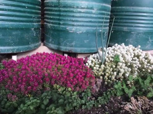 Pflanzen im
                                Grubentreibhaus 06 mit Blumen