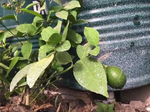 Limonenbaum im Grubentreibhaus