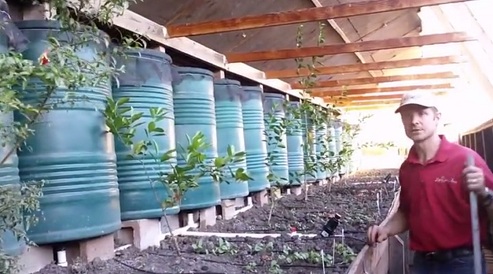 Tropische B�ume im Grubentreibhaus,
                                geplant ist, die �ste an den Balken
                                entlangwachsen zu lassen