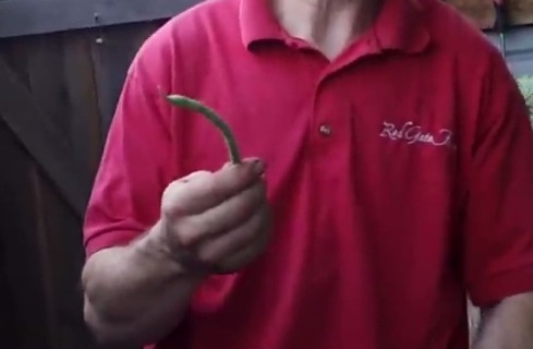 Der Farmer mit
                                einer Buschbohne im Grubentreibhaus