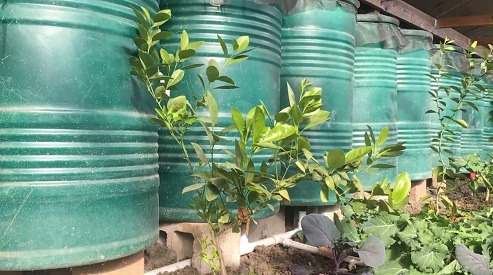 Der
                                    Limonenbaum hatte mit dem kurzen
                                    Frost keine Probleme, weil die
                                    Kaltluft in den Kaltluftgraben
                                    abgeflossen ist