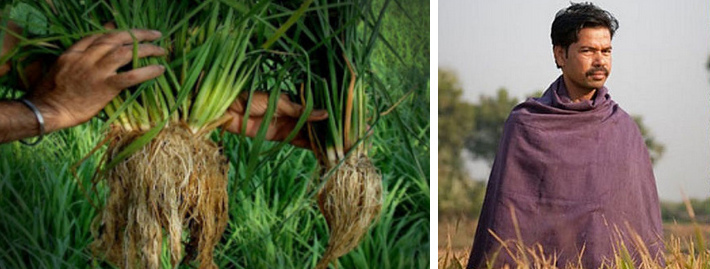 L'efficiente coltivazione del riso
                            secondo il metodo ISR in India produce pi
                            del doppio di riso con lo stesso lavoro