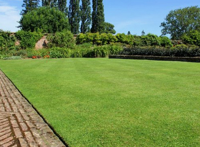 Bei grossen Rasenfl�chen kann man einen Teil als
          gesch�tzte Wiese wachsen lassen, nur 1x j�hrlich im Oktober
          m�hen, und so k�nnen sich auch wieder Schmetterlinge und
          Falter verpuppen!