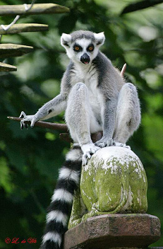 Halbaffe Lemure im Affenzoo in
                  Apeldoorn