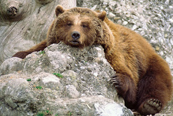 Ein ruhender Bär ist wie eine
unkontrollierbare Zeitbombe. Man weiss nie, wann sie
explodiert. Und manche glauben das erst, wenn sie selber
von einem Bär angegriffen wurden, z.B. die
"Umweltschützer", die in den Städten ohne Bären
leben... Ein ruhender
Bär ist wie eine unkontrollierbare Zeitbombe. Man weiss
nie, wann sie explodiert. Und manche glauben das erst,
wenn sie selber von einem Bär angegriffen wurden, z.B. die
"Umweltschützer", die in den Städten ohne Bären
leben...