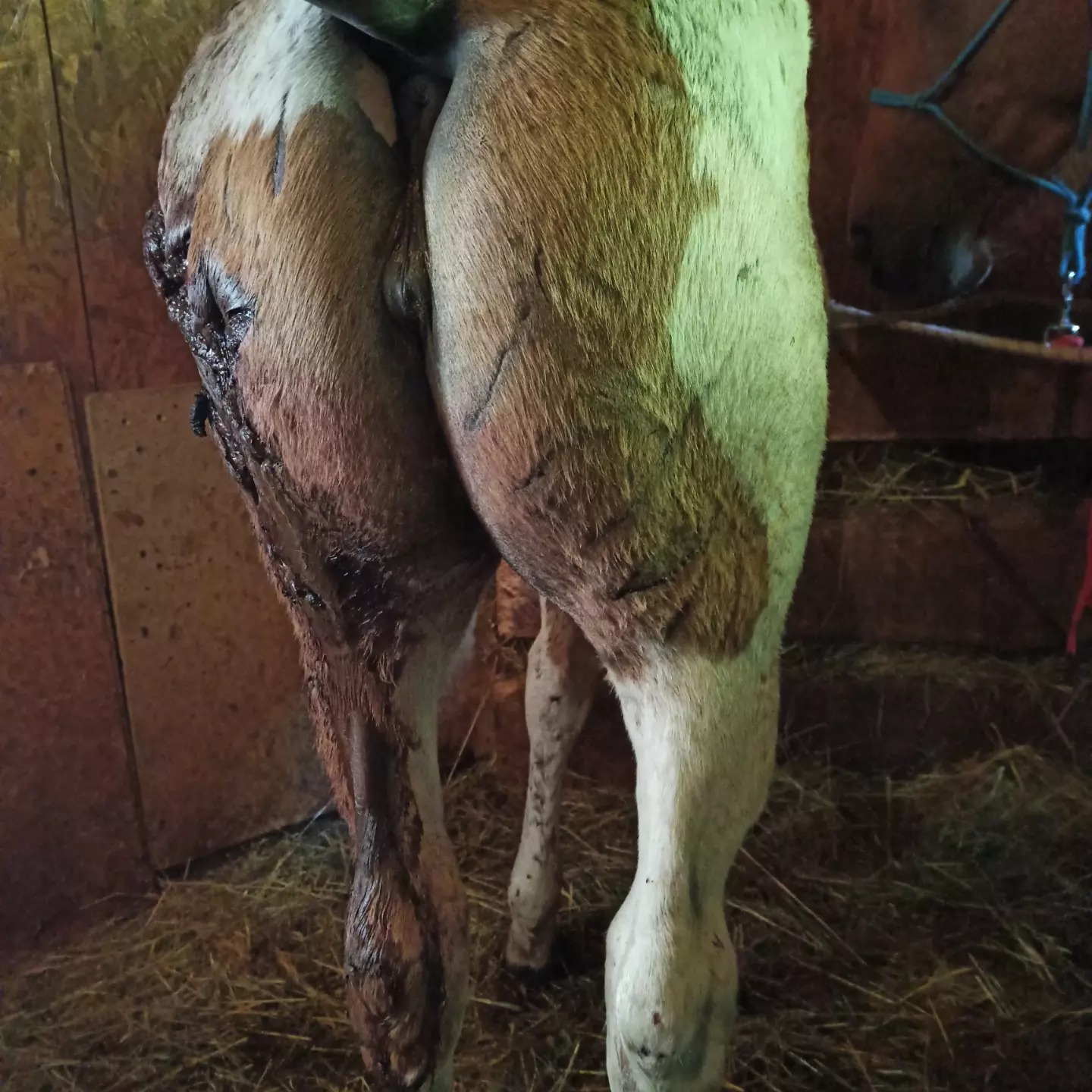 Italien Trentino: Bär
greift Pferd an 04 Italien
Trentino: Bär greift Pferd an 04