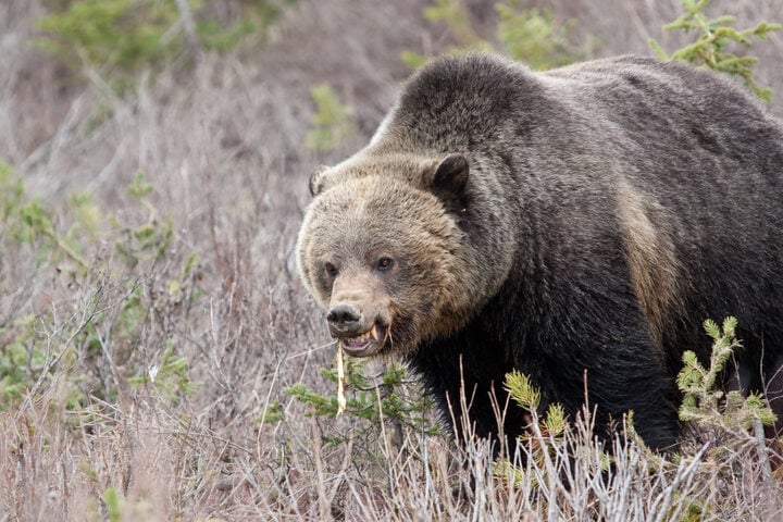 Grizzlybär (Symbolbild) ©
IMAGO / Design Pics Grizzlybär (Symbolbild) ©
IMAGO / Design Pics