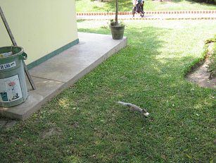 Eichhrnchen mit Mais am Eingang des
                          Botanischen Gartens