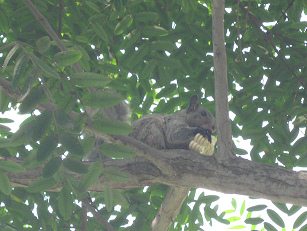 Das Eichh�rnchen frisst das St�ck
                          Maiskolben auf einem Baum