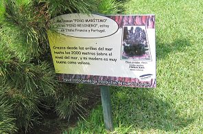Botanischer Garten im
                          "Legendenpark" in Lima, die Tafel
                          der Seekiefer