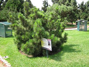 Botanischer Garten im
                          "Legendenpark" in Lima, Seekiefer
                          (01)