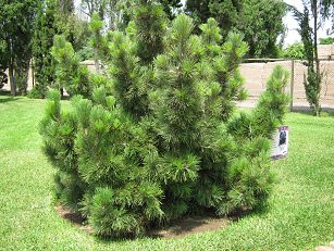 Botanischer Garten im
                          "Legendenpark" in Lima, Seekiefer
                          (02)