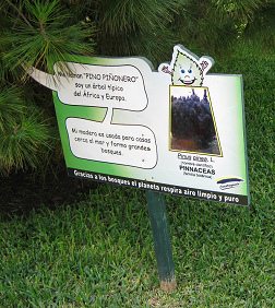 Botanischer Garten im
                          "Legendenpark" in Lima, Tafel der
                          Pinie