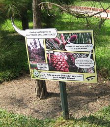 Botanischer Garten im
                          "Legendenpark" in Lima, Tafel der
                          Elliot-Kiefer