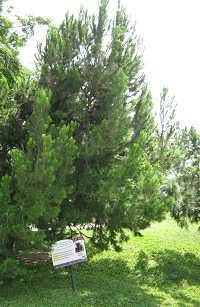 Botanischer Garten im
                          "Legendenpark" in Lima, Waldkiefer