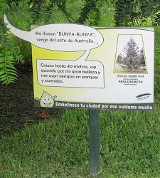 Botanischer Garten im
                          "Legendenpark" in Lima, Tafel der
                          Queensland-Araukarie