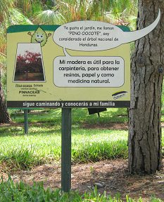 Botanischer Garten im
                          "Legendenpark" in Lima, Tafel der
                          Pinus Oocarpa