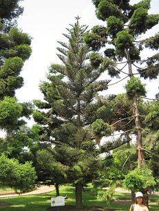 Botanischer Garten im
                          "Legendenpark" in Lima, Zimmertanne