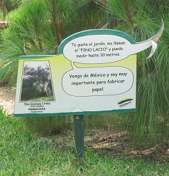 Botanischer Garten im
                          "Legendenpark" in Lima, Tafel des
                          Baums Pinus devoniana