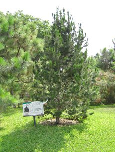 Botanischer Garten im
                          "Legendenpark" in Lima, Sumpfkiefer