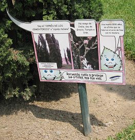 Botanischer Garten im
                          "Legendenpark" in Lima, Tafel der
                          Zeder Cedrus sempervirens