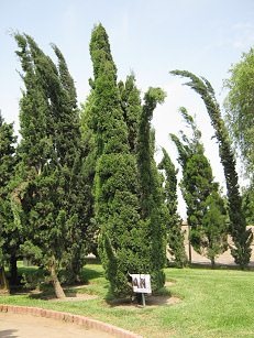 Botanischer Garten im
                          "Legendenpark" in Lima, die Zeder
                          Cedrus sempervirens