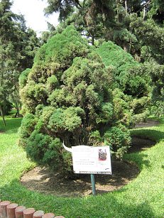Botanischer Garten im
                          "Legendenpark" in Lima, Lawsons
                          Scheinzypresse