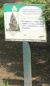 Botanischer Garten im
                          "Legendenpark" in Lima, die Tafel
                          der Arizona-Zypresse
