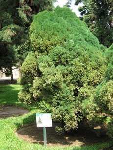 Botanischer Garten im
                          "Legendenpark" in Lima,
                          Arizona-Zypresse