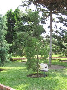 Botanischer Garten im
                          "Legendenpark" in Lima,
                          Bergzypresse