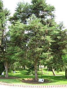 Botanischer Garten im
                          "Legendenpark" in Lima, Gowens
                          Zypresse