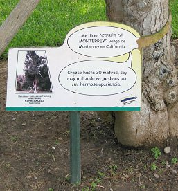 Botanischer Garten im
                          "Legendenpark" in Lima, Tafel der
                          Monterrey-Zypresse