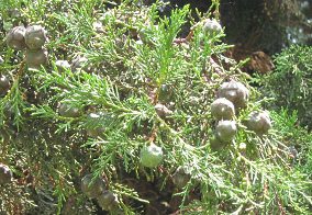 Botanischer Garten im
                          "Legendenpark" in Lima,
                          Monterrey-Zypresse, Nahaufnahme