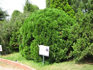 Botanischer Garten im
                          "Legendenpark" in Lima, Lebensbaums