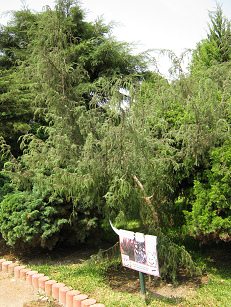 Botanischer Garten im
                          "Legendenpark" in Lima, Gemeiner
                          Wacholder