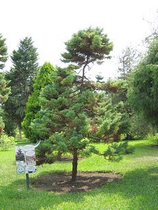 Botanischer Garten im
                          "Legendenpark" in Lima, Sicheltanne