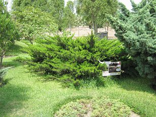 Botanischer Garten im
                          "Legendenpark" in Lima, der
                          Kriechwacholder