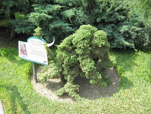 Botanischer Garten im
                          "Legendenpark" in Lima, Japanischer
                          Lebensbaum
