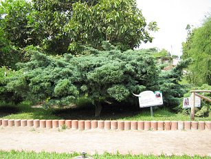 Botanischer Garten im
                          "Legendenpark" in Lima, Chinesischer
                          Wacholder